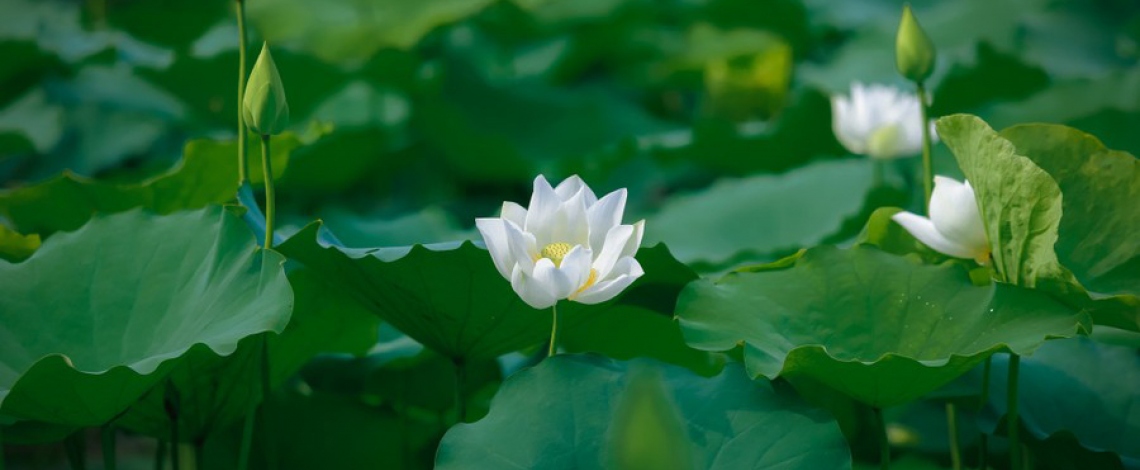 Pure white lotus enchants flower lovers in Hanoi